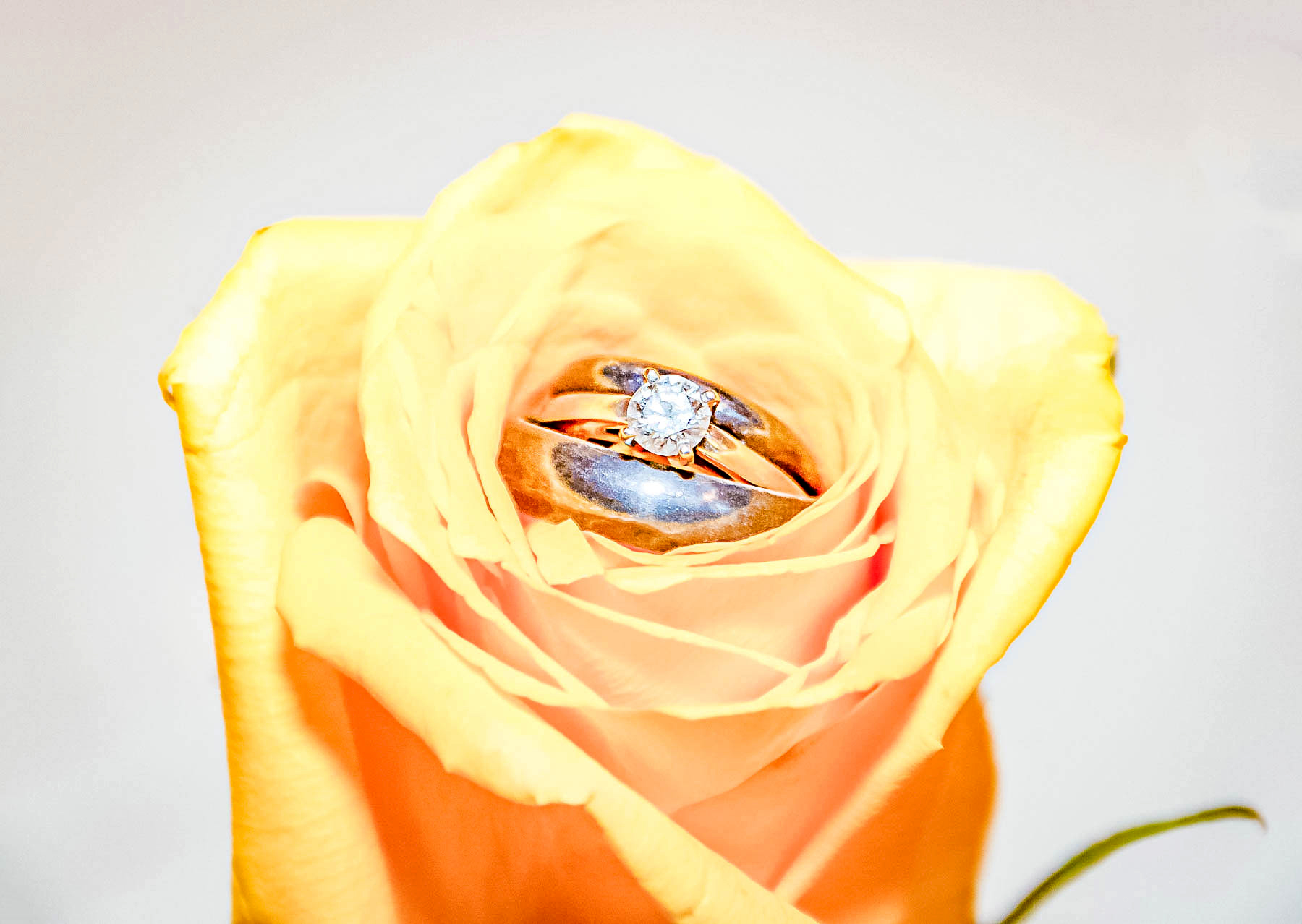 wedding rings placed in the center of a yellow rose for photo purposes