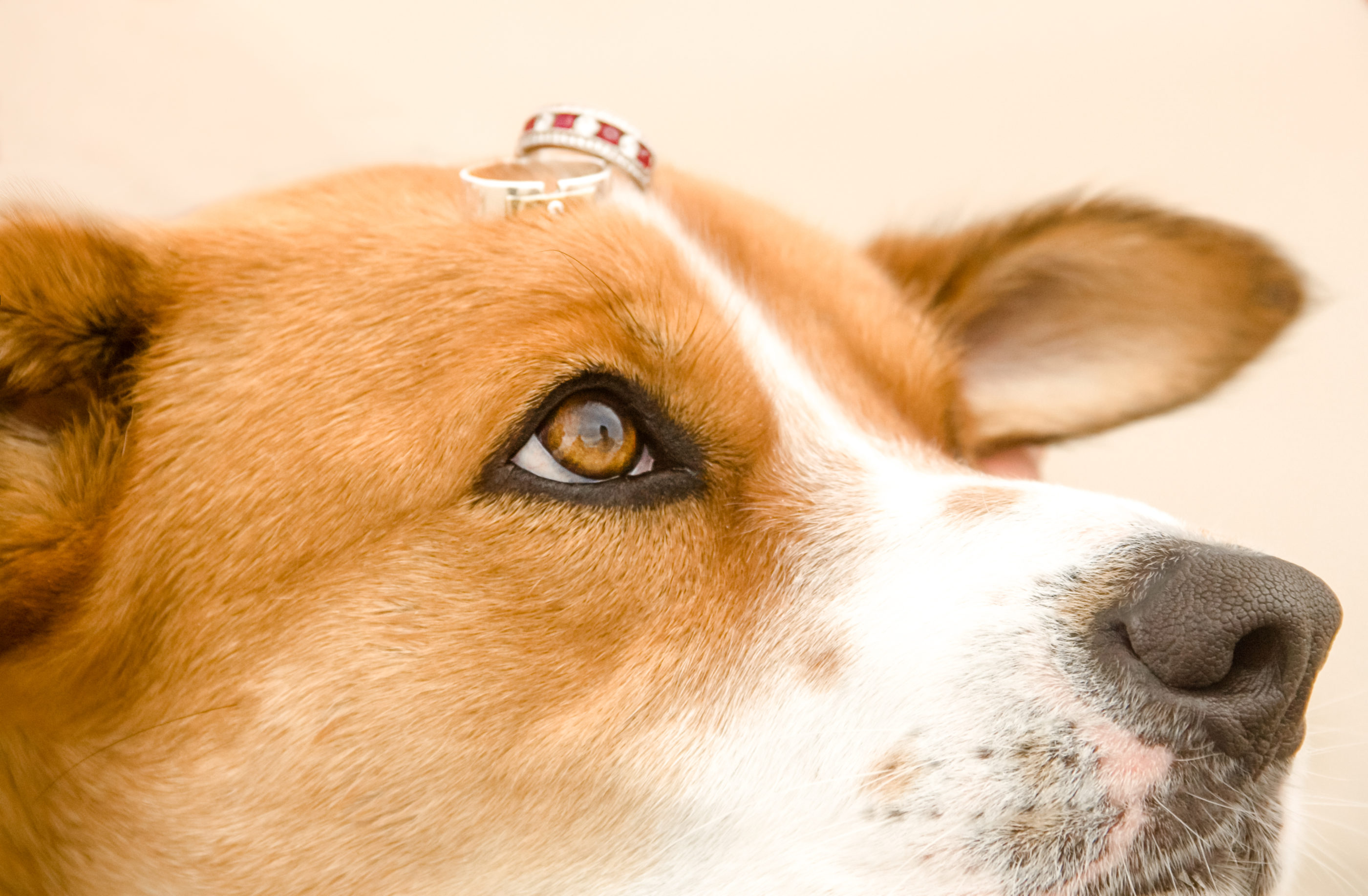 dog as ring bearer looking at owner with wedding bands on head