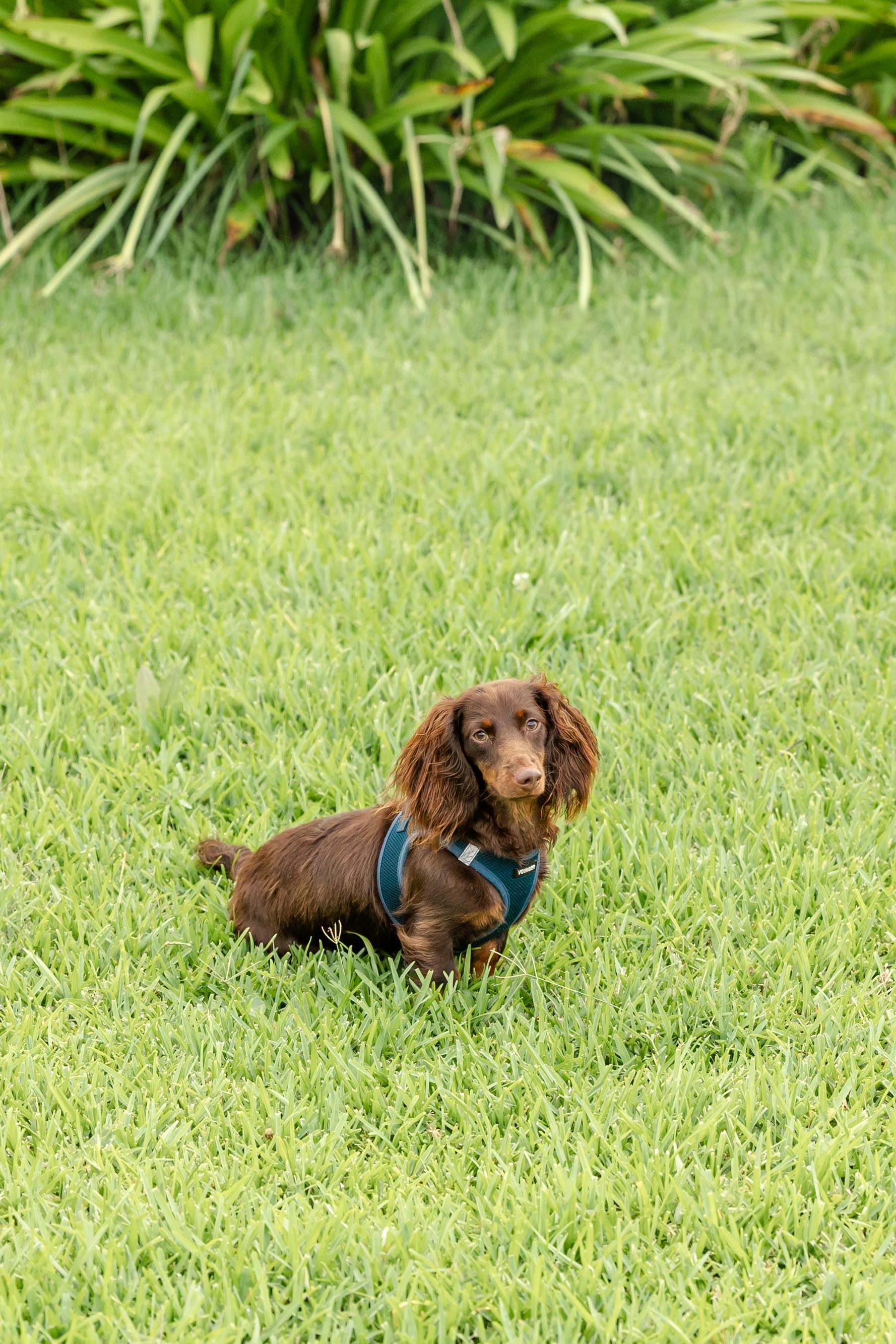 A brown dachshund wearing a harness, sitting in a vibrant green field.