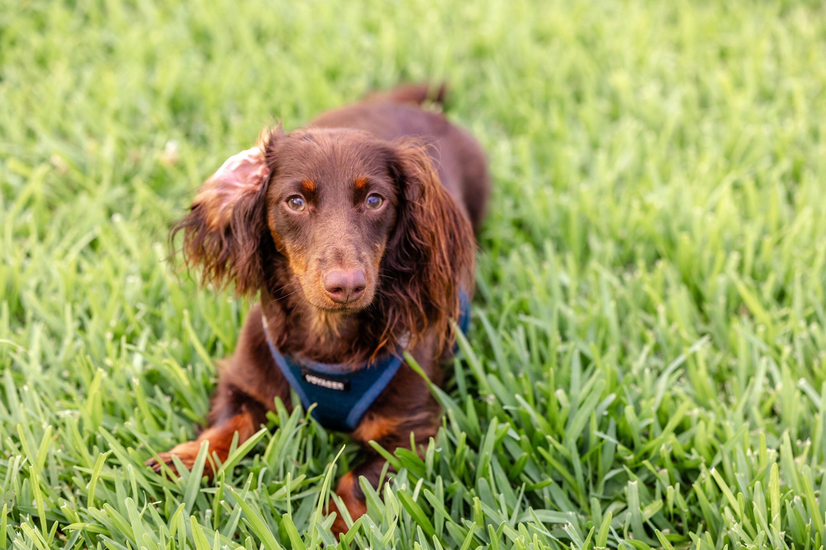 A brown dachshund in a blue harness sitting on the grass, looking curiously at the camera.